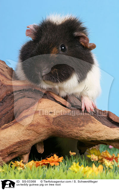 us-teddy guinea pig on tree root / SS-03368