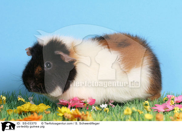 us-teddy guinea pig / SS-03370