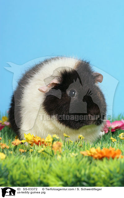US-Teddy Meerschwein / us-teddy guinea pig / SS-03372