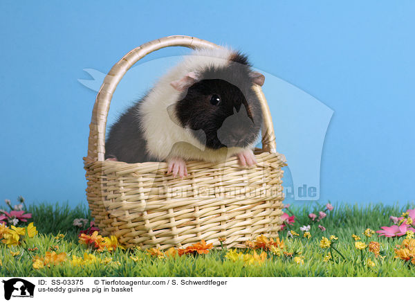 us-teddy guinea pig in basket / SS-03375