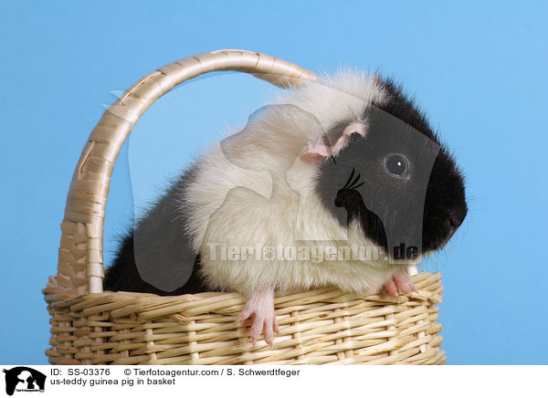 US-Teddy Meerschwein in Krbchen / us-teddy guinea pig in basket / SS-03376