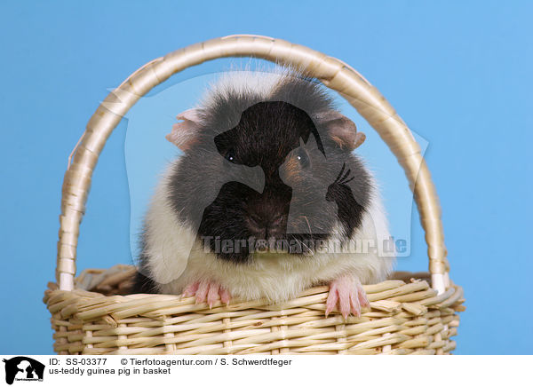 US-Teddy Meerschwein in Krbchen / us-teddy guinea pig in basket / SS-03377