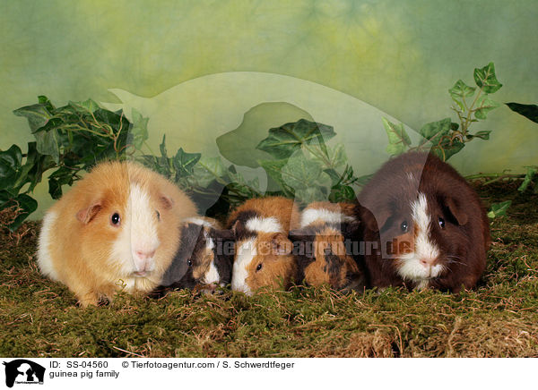 US-Teddy Meerschwein Familie / guinea pig family / SS-04560