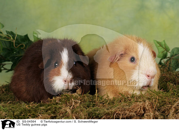 US Teddy Meerschweine / US Teddy guinea pigs / SS-04564