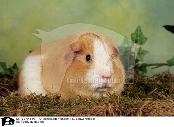 US Teddy guinea pig / SS-04566