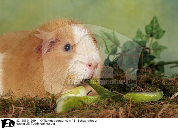eating US Teddy guinea pig / SS-04569