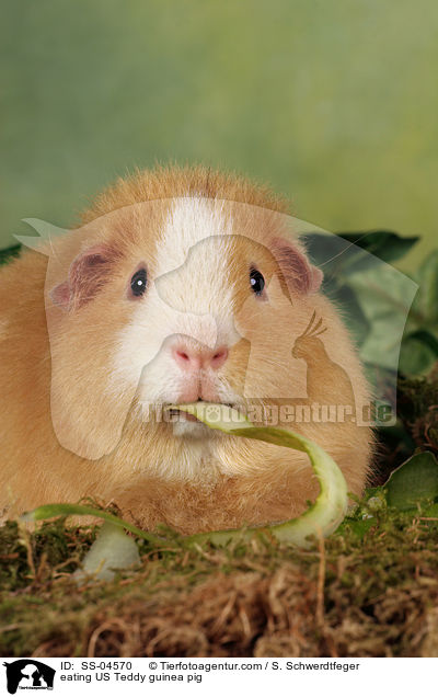 fressendes US Teddy Meerschwein / eating US Teddy guinea pig / SS-04570