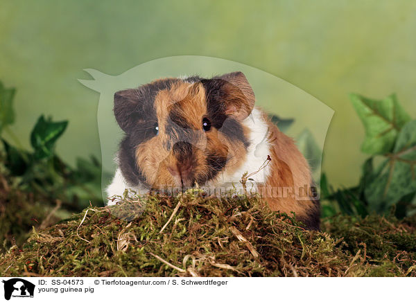 young guinea pig / SS-04573