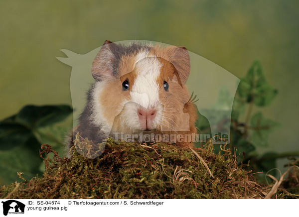 Meerschwein Junges / young guinea pig / SS-04574