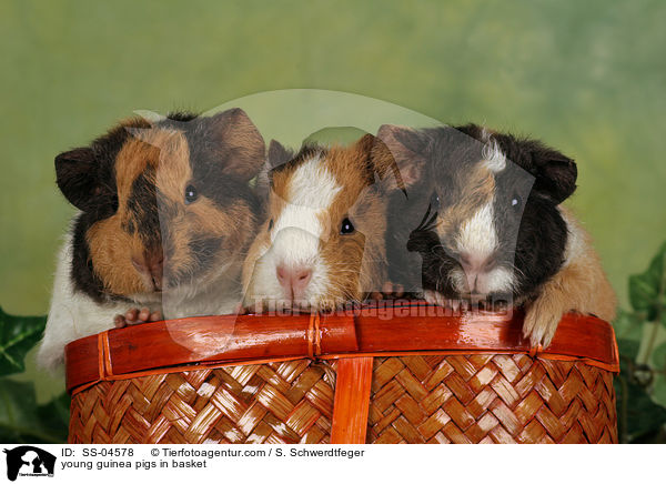 junge Meerschweinchen im Krbchen / young guinea pigs in basket / SS-04578