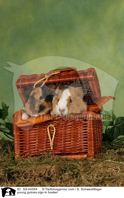 junge Meerschweinchen im Krbchen / young guinea pigs in basket / SS-04584