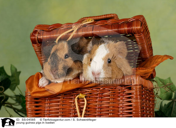 junge Meerschweinchen im Krbchen / young guinea pigs in basket / SS-04585