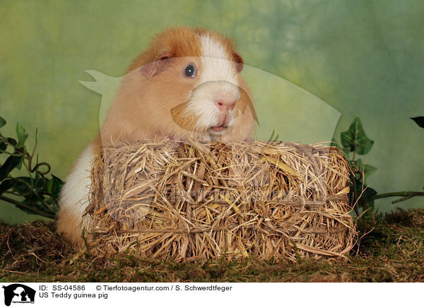 US Teddy Meerschwein / US Teddy guinea pig / SS-04586