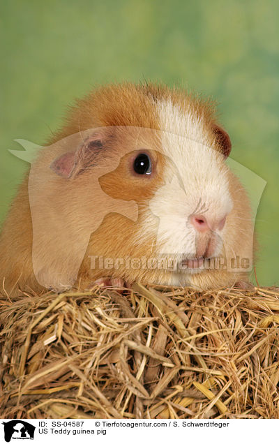 US Teddy guinea pig / SS-04587