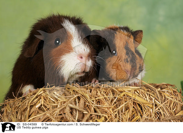 US Teddy Meerschweine / US Teddy guinea pigs / SS-04589