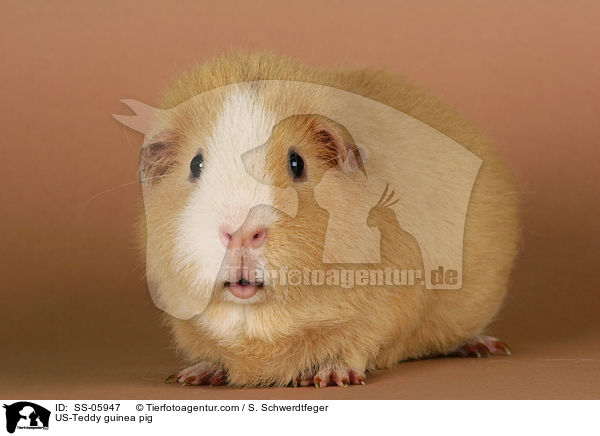 US-Teddy Meerschwein / US-Teddy guinea pig / SS-05947