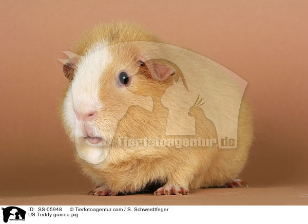 US-Teddy Meerschwein / US-Teddy guinea pig / SS-05948