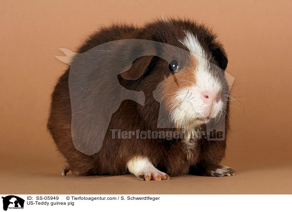 US-Teddy Meerschwein / US-Teddy guinea pig / SS-05949