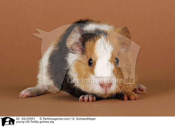 young US-Teddy guinea pig / SS-05951
