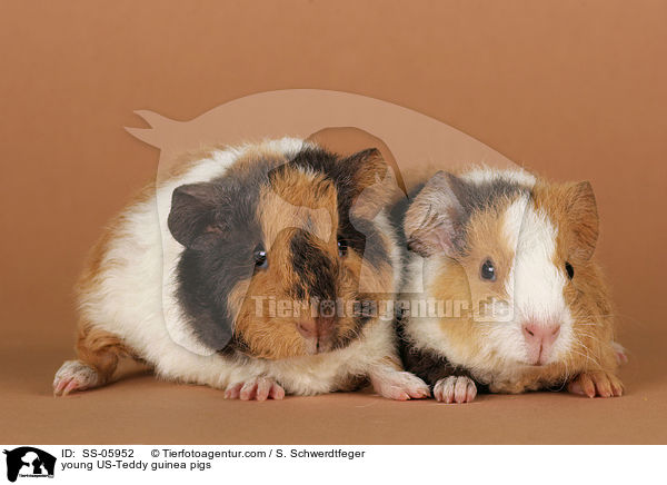 junge US-Teddy Meerschweine / young US-Teddy guinea pigs / SS-05952