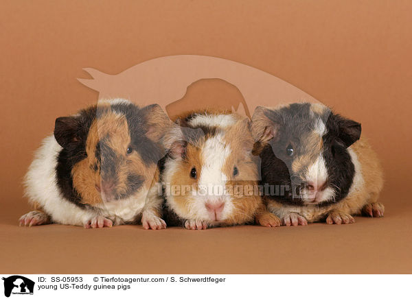 junge US-Teddy Meerschweine / young US-Teddy guinea pigs / SS-05953