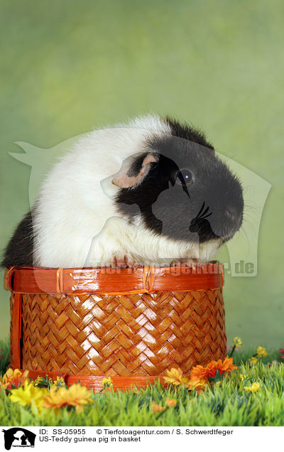US-Teddy guinea pig in basket / SS-05955