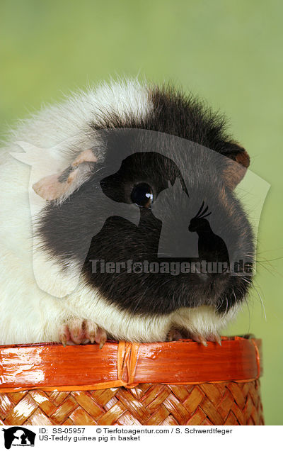 US-Teddy guinea pig in basket / SS-05957