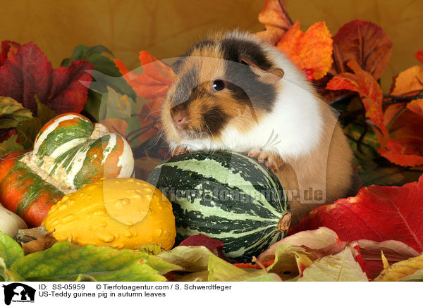 US-Teddy Meerschwein im Herbstlaub / US-Teddy guinea pig in autumn leaves / SS-05959