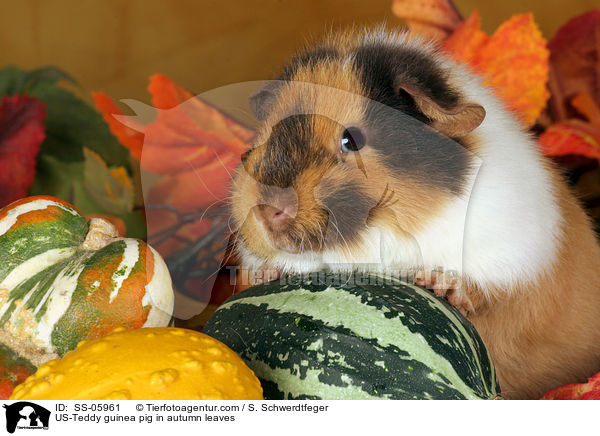 US-Teddy Meerschwein im Herbstlaub / US-Teddy guinea pig in autumn leaves / SS-05961