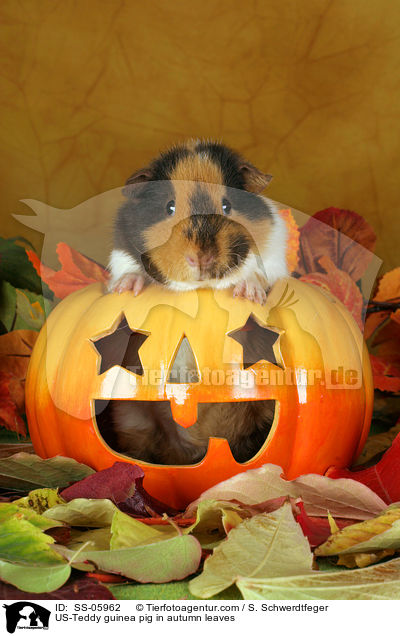 US-Teddy guinea pig in autumn leaves / SS-05962