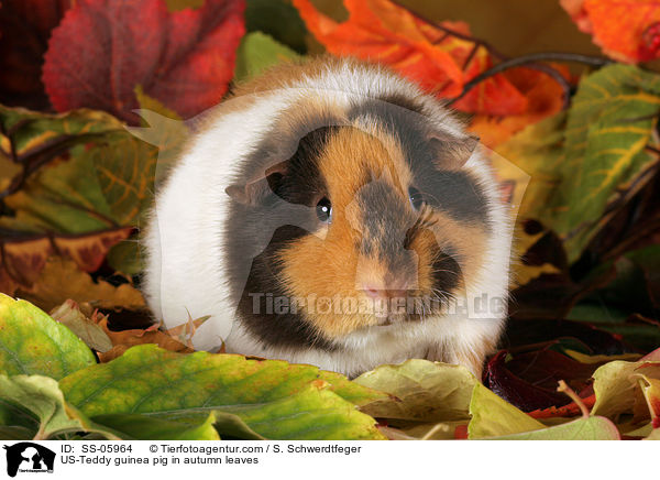 US-Teddy Meerschwein im Herbstlaub / US-Teddy guinea pig in autumn leaves / SS-05964