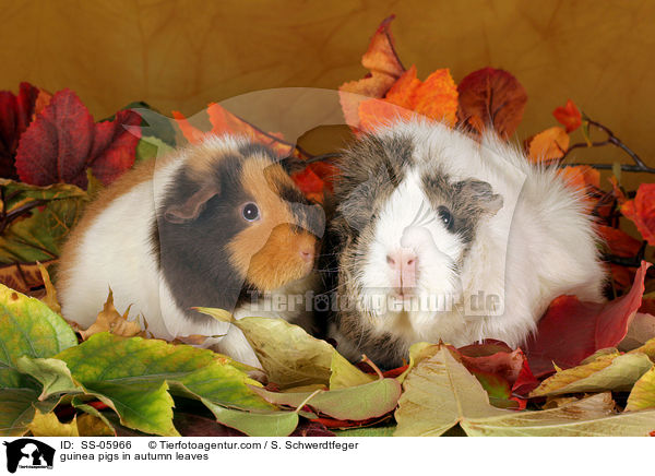 Meerschweine im Herbstlaub / guinea pigs in autumn leaves / SS-05966