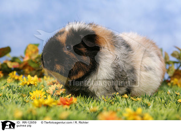 guinea pig / RR-12859