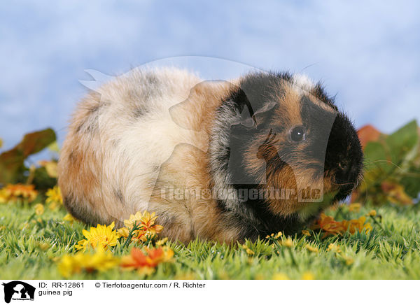 US-Teddy Schimmel / guinea pig / RR-12861