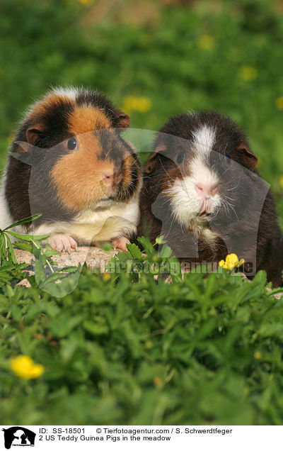 2 US Teddy Guinea Pigs in the meadow / SS-18501