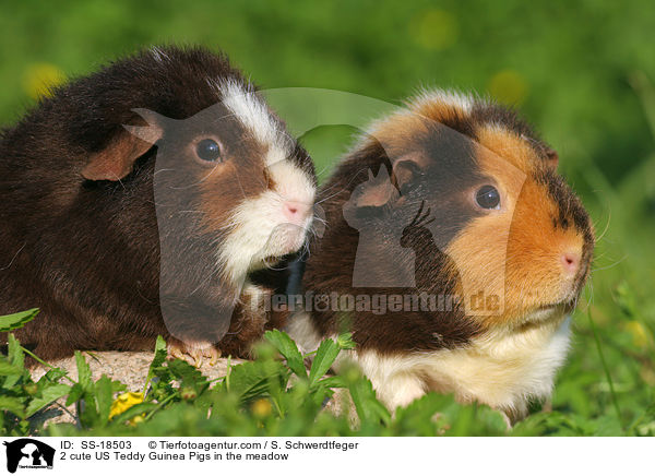 2 se US Teddy Meerschweinchen auf der Wiese / 2 cute US Teddy Guinea Pigs in the meadow / SS-18503
