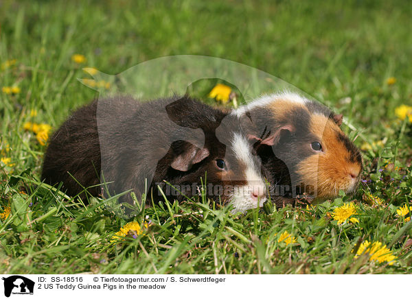 2 US Teddy Meerschweinchen auf der Wiese / 2 US Teddy Guinea Pigs in the meadow / SS-18516