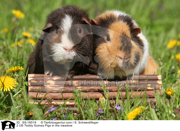 2 US Teddy Guinea Pigs in the meadow / SS-18519
