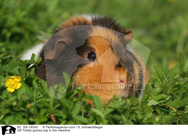 US Teddy Meerschweinchen auf der Wiese / US Teddy guinea pig in the meadow / SS-18540