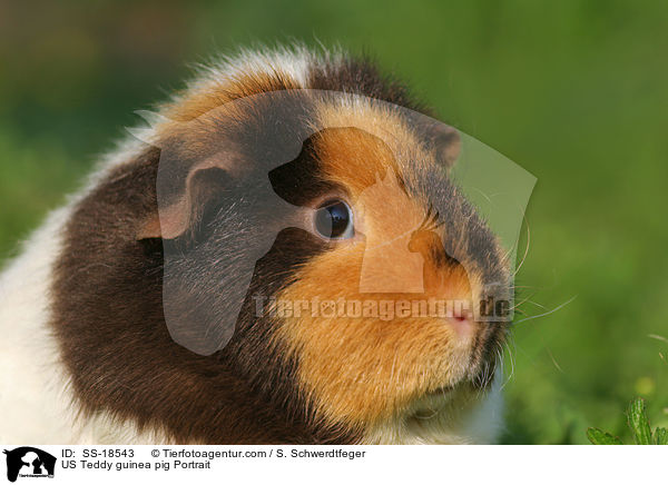 US Teddy Meerschweinchen Portrait / US Teddy guinea pig Portrait / SS-18543