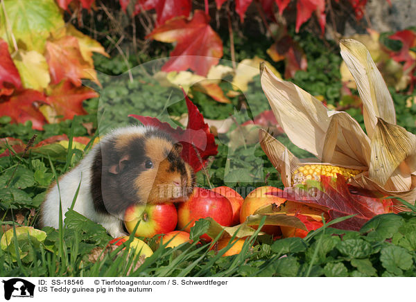 US Teddy Meerschweinchen im Herbst / US Teddy guinea pig in the autumn / SS-18546