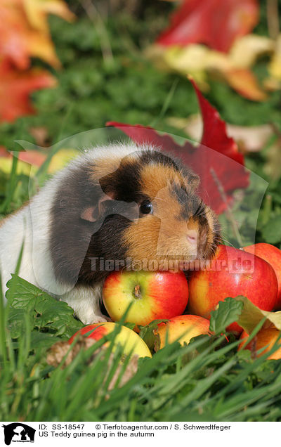 US Teddy Meerschweinchen im Herbst / US Teddy guinea pig in the autumn / SS-18547