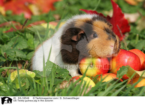 US Teddy Meerschweinchen im Herbst / US Teddy guinea pig in the autumn / SS-18548