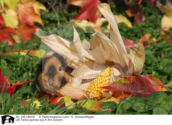 US Teddy Meerschweinchen im Herbst / US Teddy guinea pig in the autumn / SS-18549