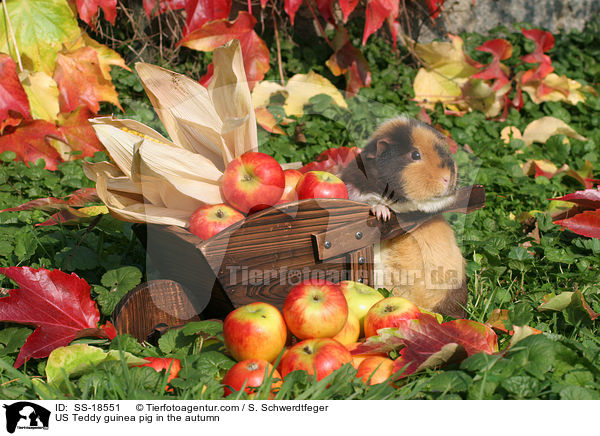US Teddy guinea pig in the autumn / SS-18551