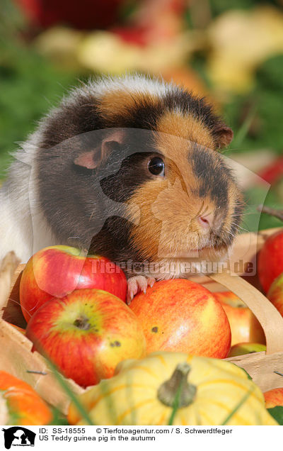 US Teddy Meerschweinchen im Herbst / US Teddy guinea pig in the autumn / SS-18555