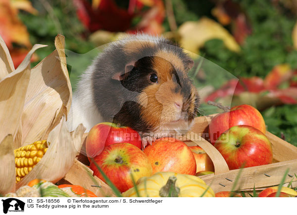 US Teddy guinea pig in the autumn / SS-18556