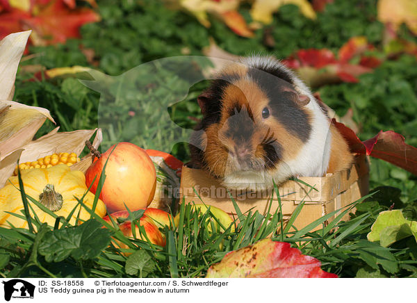 US Teddy Meerschweinchen auf der Wiese im Herbst / US Teddy guinea pig in the meadow in autumn / SS-18558