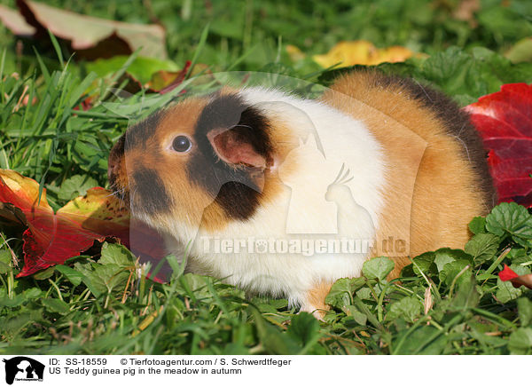 US Teddy Meerschweinchen auf der Wiese im Herbst / US Teddy guinea pig in the meadow in autumn / SS-18559