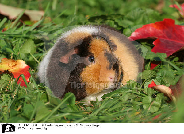 US Teddy Meerschweinchen auf der Wiese im Herbst / US Teddy guinea pig / SS-18560
